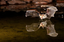 bat drinking